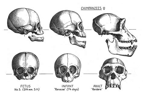 Chimpanzee Skull