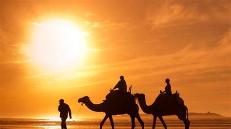 Book Dubai Desert Safari: Camel Trekking with VIP Camp | DoTravel