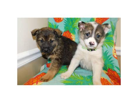 8 weeks old Norwegian elkhound mix puppies Westminster - Puppies for Sale Near Me