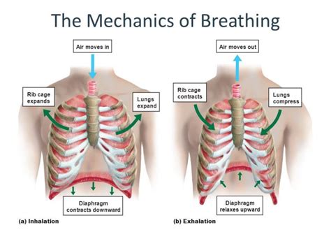 Mechanics of Pulmonary Ventilation & Pressure changes during Respiratory cycle | Science online