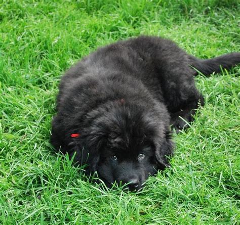 Beautiful black newfoundland puppy on the grass.JPG