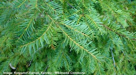 Yew Trees: Types, Berries, Leaves (Pictures) – Identification