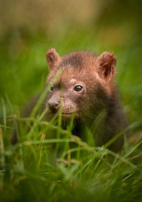 Bush dog pup at the Chester Zoo. Bush Dogs are native to Central and South America, where they ...