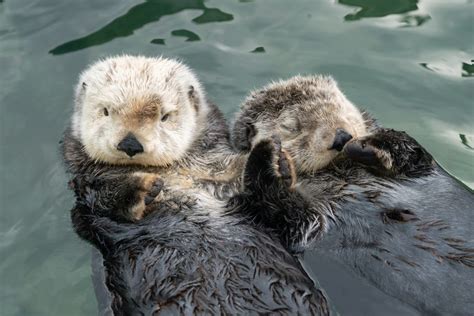 Best buddies: Vancouver Aquarium shares footage of sea otters 'rafting'