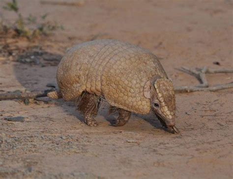 SOUTHERN THREE-BANDED ARMADILLO LIFE EXPECTANCY