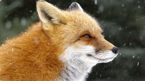 Smiling Fox : r/aww