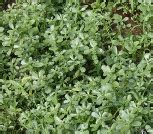 Purslane nutrition facts and health benefits