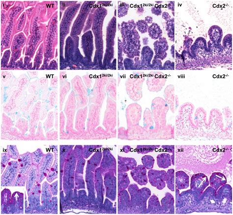 Dams bearing Cdx12ki/2ki-Cdx2f/f villin cre-ERT mice or non-transgenic... | Download Scientific ...