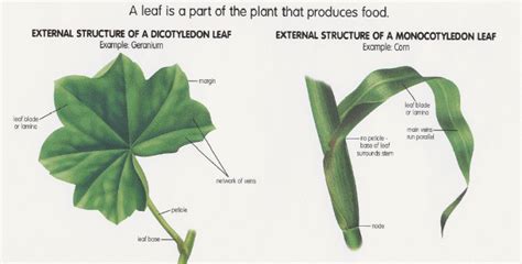 [Solved] What is the difference between the petiole of monocot and dicot leaves | Course Hero