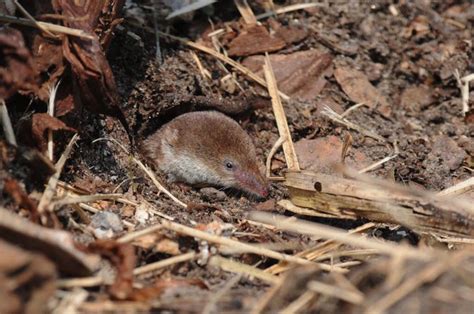 Have You Ever Seen A Vole Or Shrew In London? | Londonist