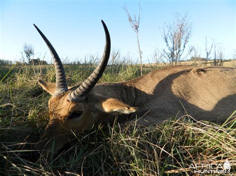 Common Reedbuck Hunt South Africa | AfricaHunting.com