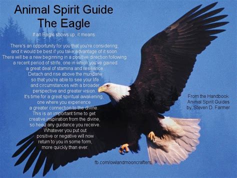 Bald Eagle Spirit Guide - Holy Spirit Miracle, Sign and Wonder ...