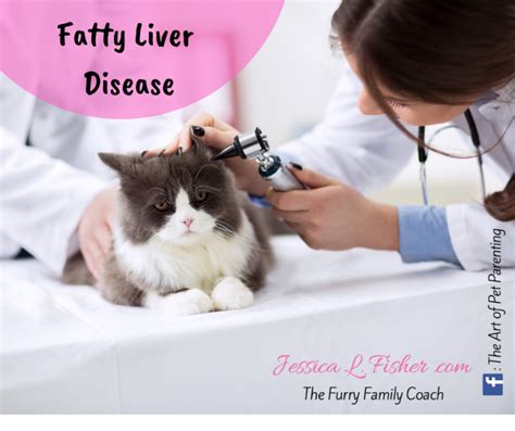 Fatty Liver Disease in Cats: Causes, Symptoms, and Treatment