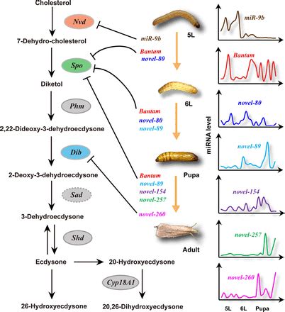 Multiple miRNAs jointly regulate the biosynthesis of ecdysteroid in the ...