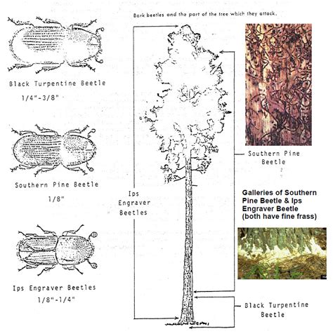 Pine Trees & Pine Beetles - Fielder Tree Service