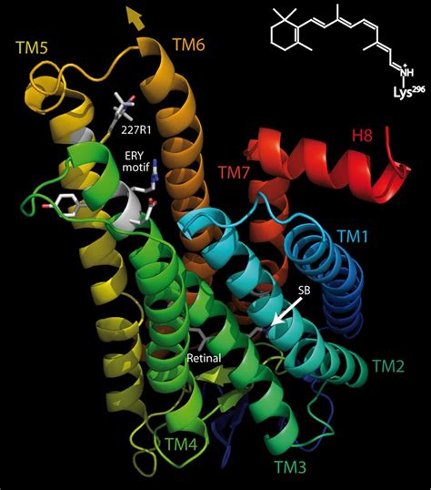 Structure of rhodopsin. Rhodopsin [Protein Data Bank (PDB) ID code 1GZM... | Download Scientific ...