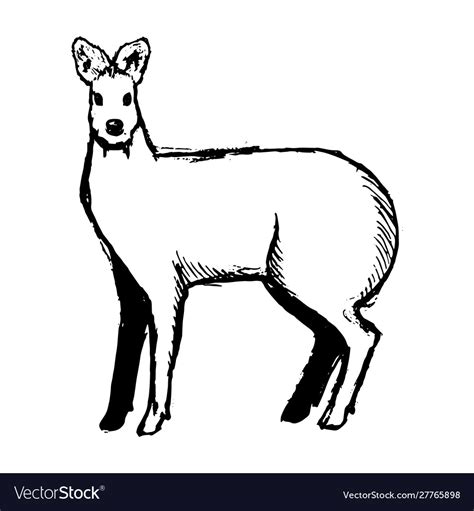 Hand drawn musk deer sketch on white Royalty Free Vector