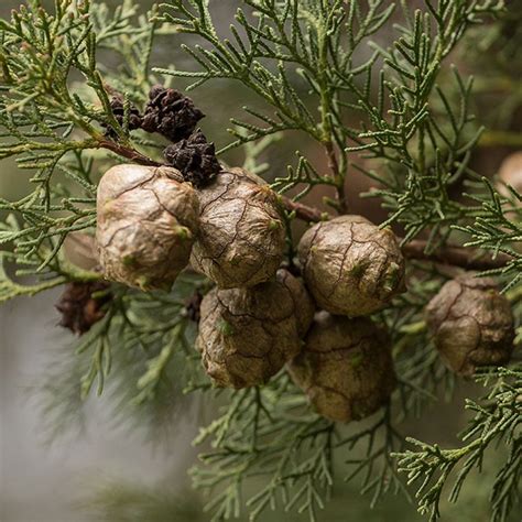 Cypress Oil - Aromatherapy, Spell, Ritual Potions, Protection