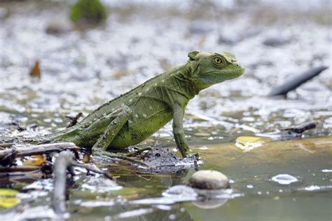 JESUS LIZARD TREATMENT SPRAY FOR AROUND THE POOL | BUGSPRAY TREATMENT