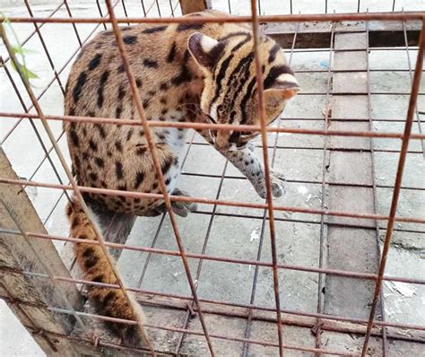 Visayan leopard cat rescued in Capiz