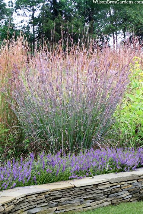 Buy Big Bluestem Grass (Andropogon gerardii) | FREE SHIPPING | 1 Gallon Pot | Wilson Bros Gardens