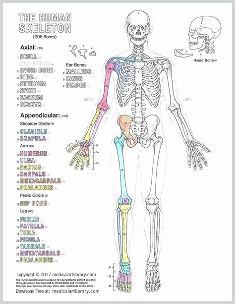 Get Anatomy Coloring Book Pdf Free Download | Coloring books for your ...