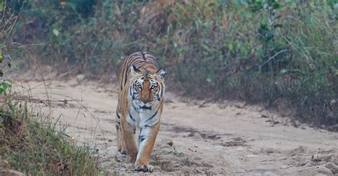 Notices to 15 websites for fraudulently using Jim Corbett tiger reserve ...