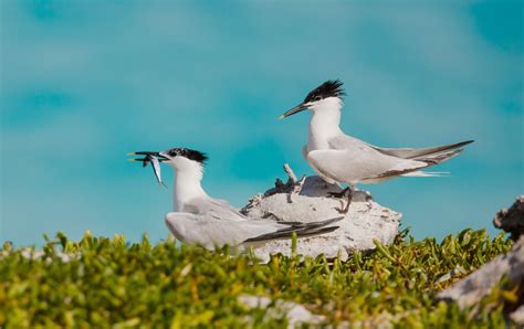 Sandwich Tern | Audubon Field Guide