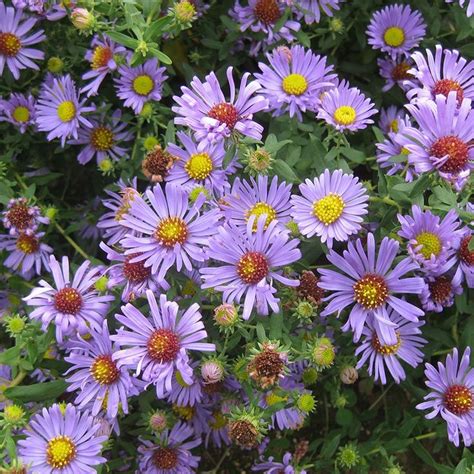 Aromatic Aster Seeds | American meadows, Wildflower seeds, Aromatic aster