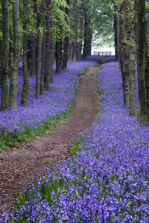 Spot a carpet of bluebells in woods around Scotland this spring - Daily ...