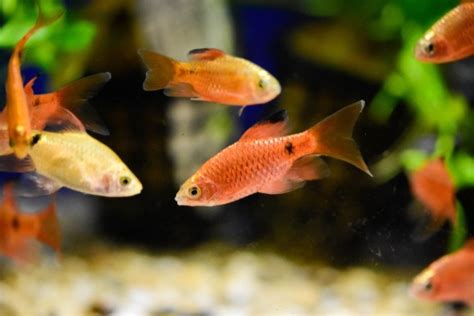 Best 7 Barbs For Your Community Aquarium - Your Aquarium Place