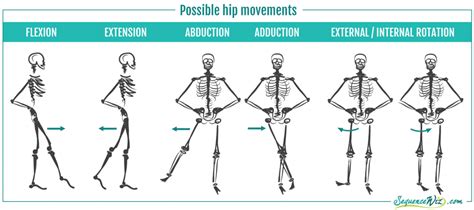 Image result for hip flexion vs extension | Hips, Mountain pose, Hip flexor