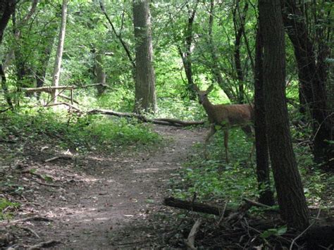 Deer at Fulkerson Woods Dupage County Forest preserve by terrypie ...