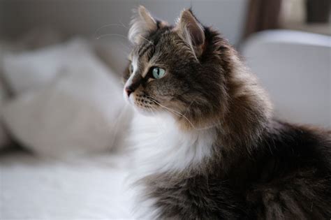 Siberian Cat Breed Characteristics | Cuteness