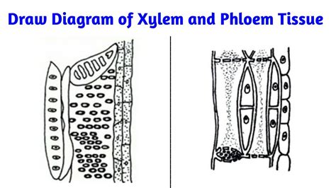 Xylem And Phloem Diagram