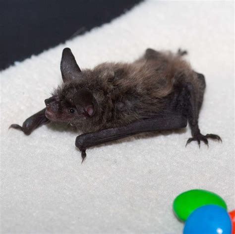 Bat ID - Bat Conservation & Rescue of Virginia