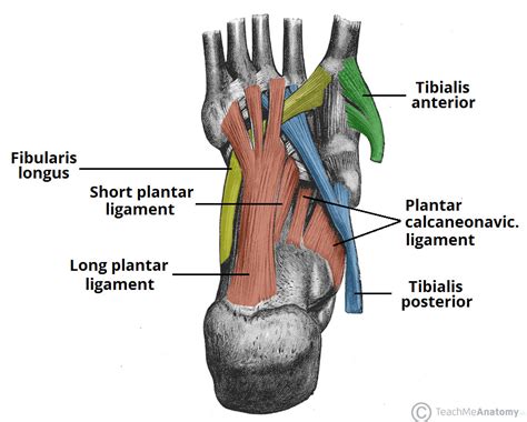 The Arches of the Foot - Longitudinal - Transverse - TeachMeAnatomy