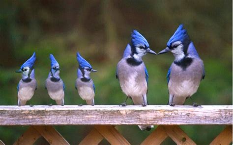 The Bluejay family | Beautiful birds, Blue jay bird, Pet birds