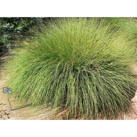 Muhlenbergia Rigens Seeds (Deergrass Seeds)