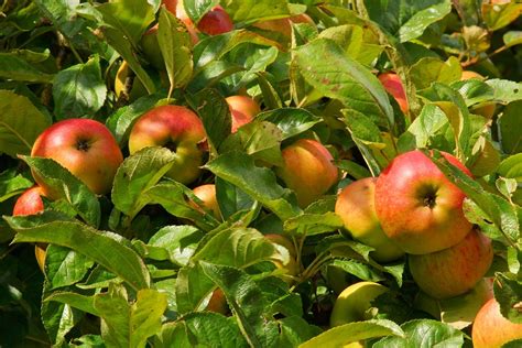 Free Images : apple, branch, fruit, flower, ripe, food, produce, juicy, eat, apricot, shrub ...