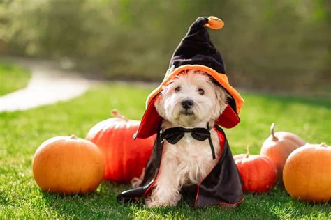 Dog Halloween Party | How to Throw the Best Halloween Dog Party Ever