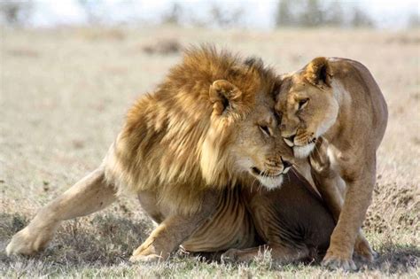 10 African Animals You’ll See On a Kenyan Safari – African Safari Tours & Holidays Kenya Blog