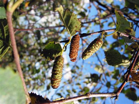 Silver birch - How To Grow Trees