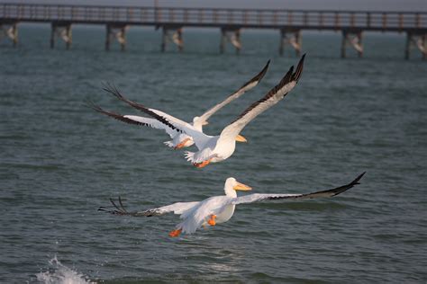 Rockport Birds