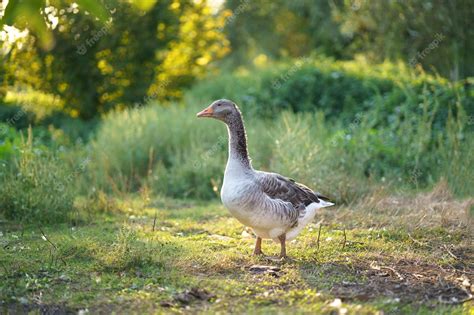 Premium Photo | Beautiful geese on a farm domestic goose goose farm ...