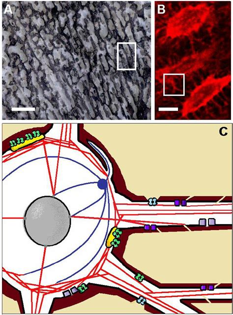 In osteocytes, all is connected. ( A ) Macroscopic photograph of a... | Download Scientific Diagram