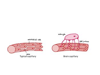 Blood-Brain Barrier - Physiopedia