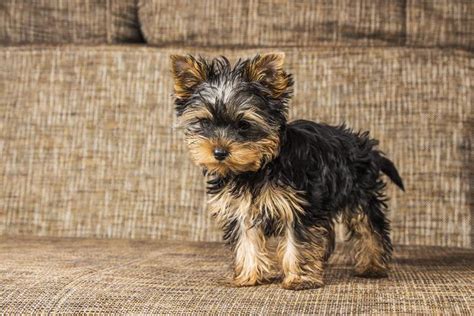 Yorkie's First Year: Training Timeline For a Yorkshire Terrier Puppy – American Kennel Club