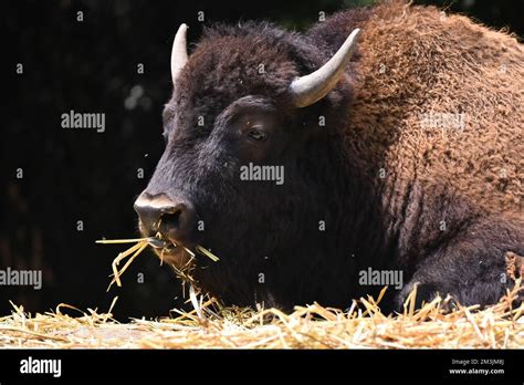 An American Bison species seen in its habitat during a species conservation program, the zoo has ...