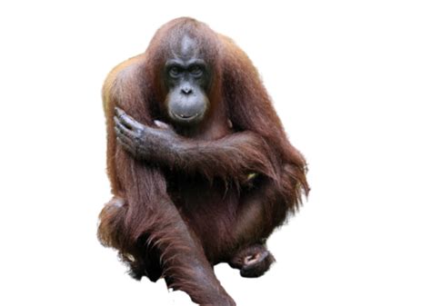 Orangutan Malaysia Wildlife Reserve Ape, Wildlife, Innocence, Animal Hair PNG Transparent Image ...